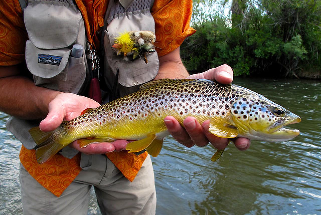 2010 10+ lb Brown Trout, What a catch and release!