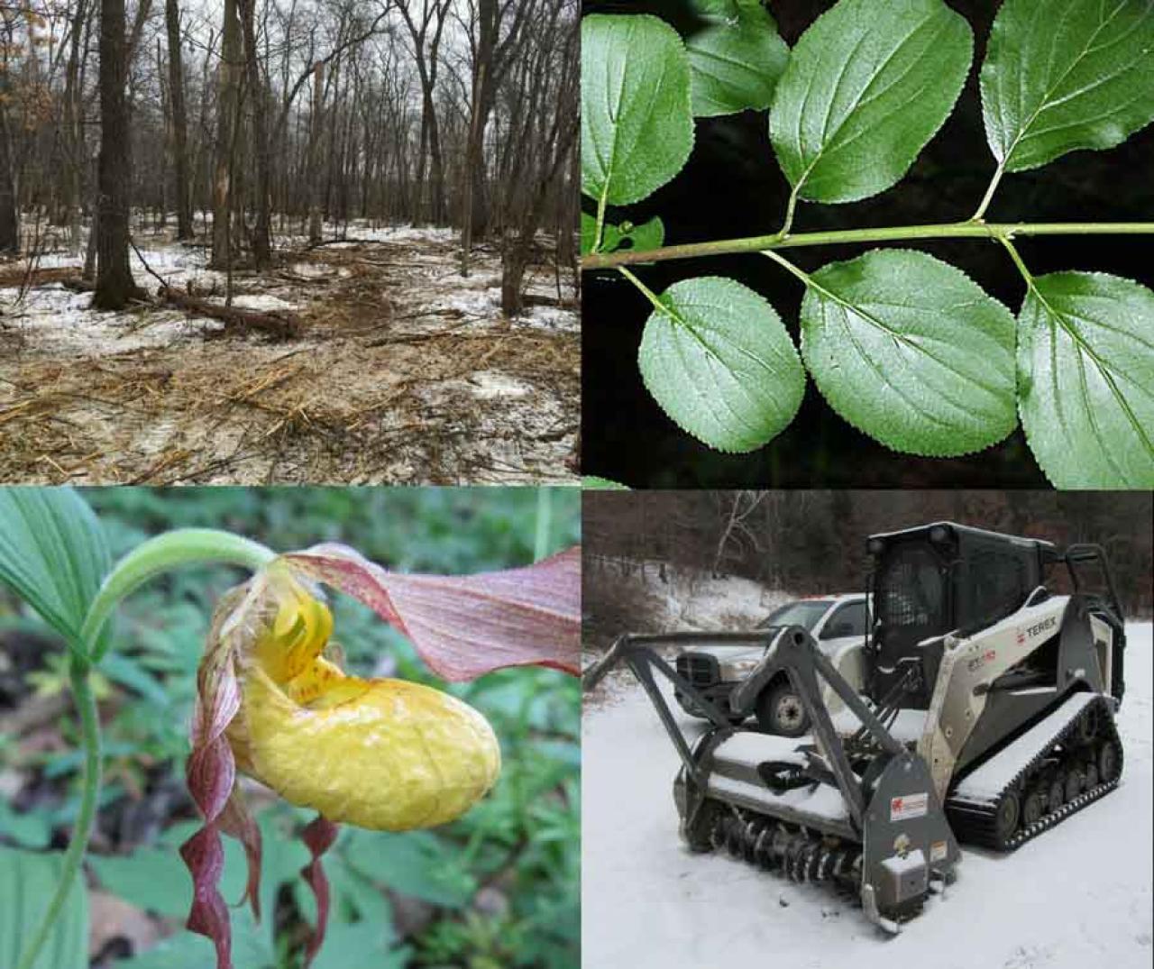 A native ladyslipper plant, a mowed stretch of forest, a glossy buckthorn plant and a bobcat/forestry mower
