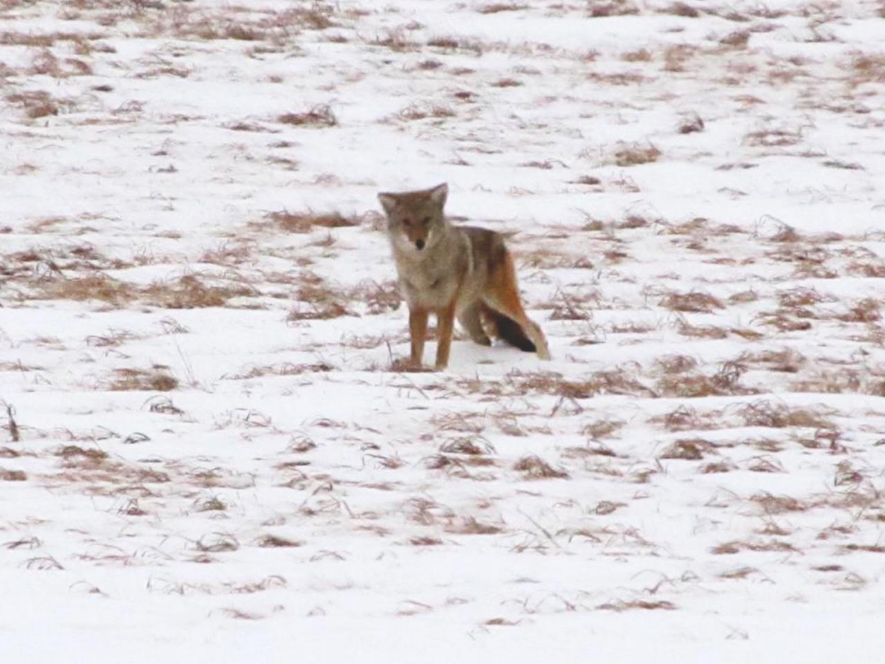 Coyote in snow