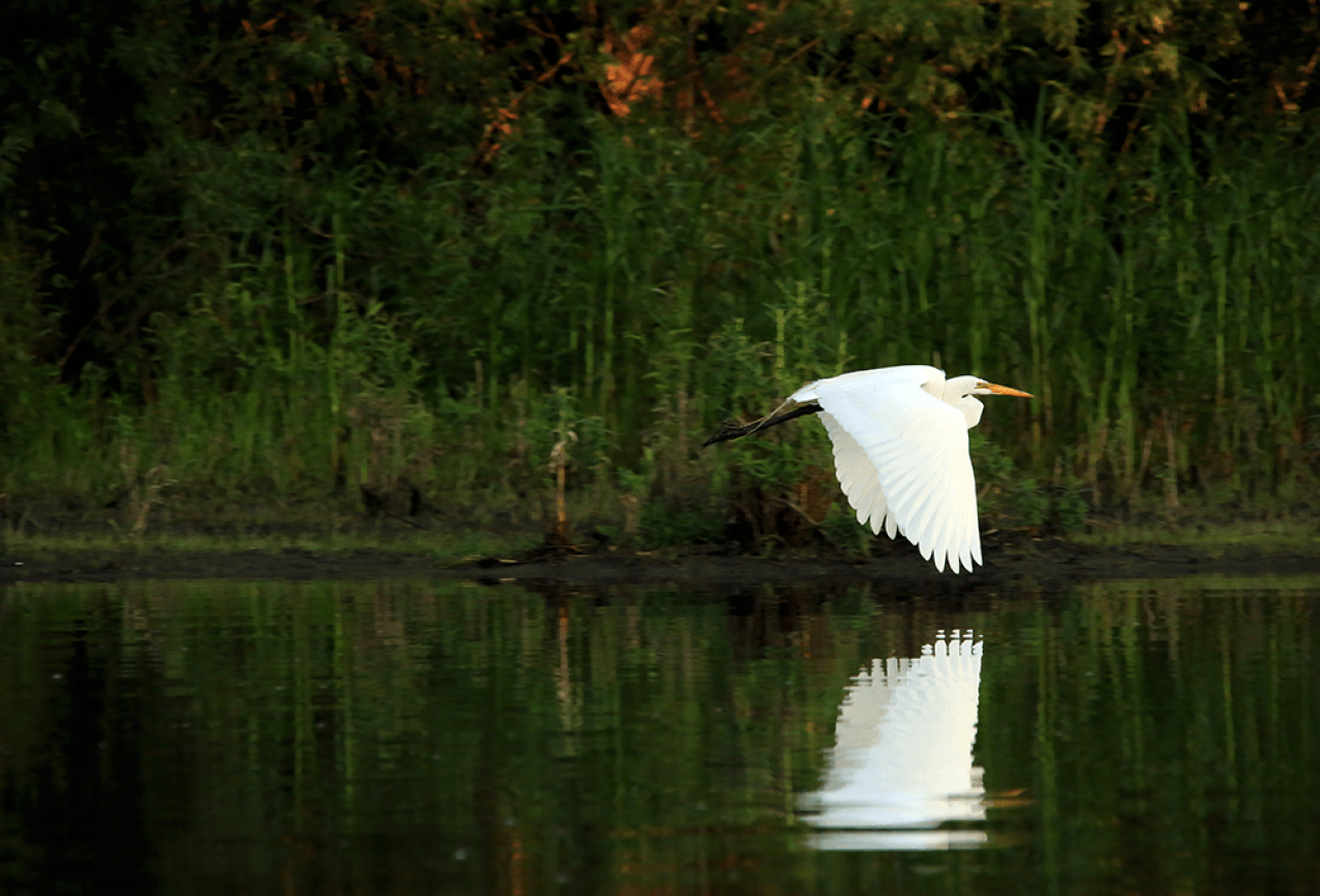 Egret flying over river