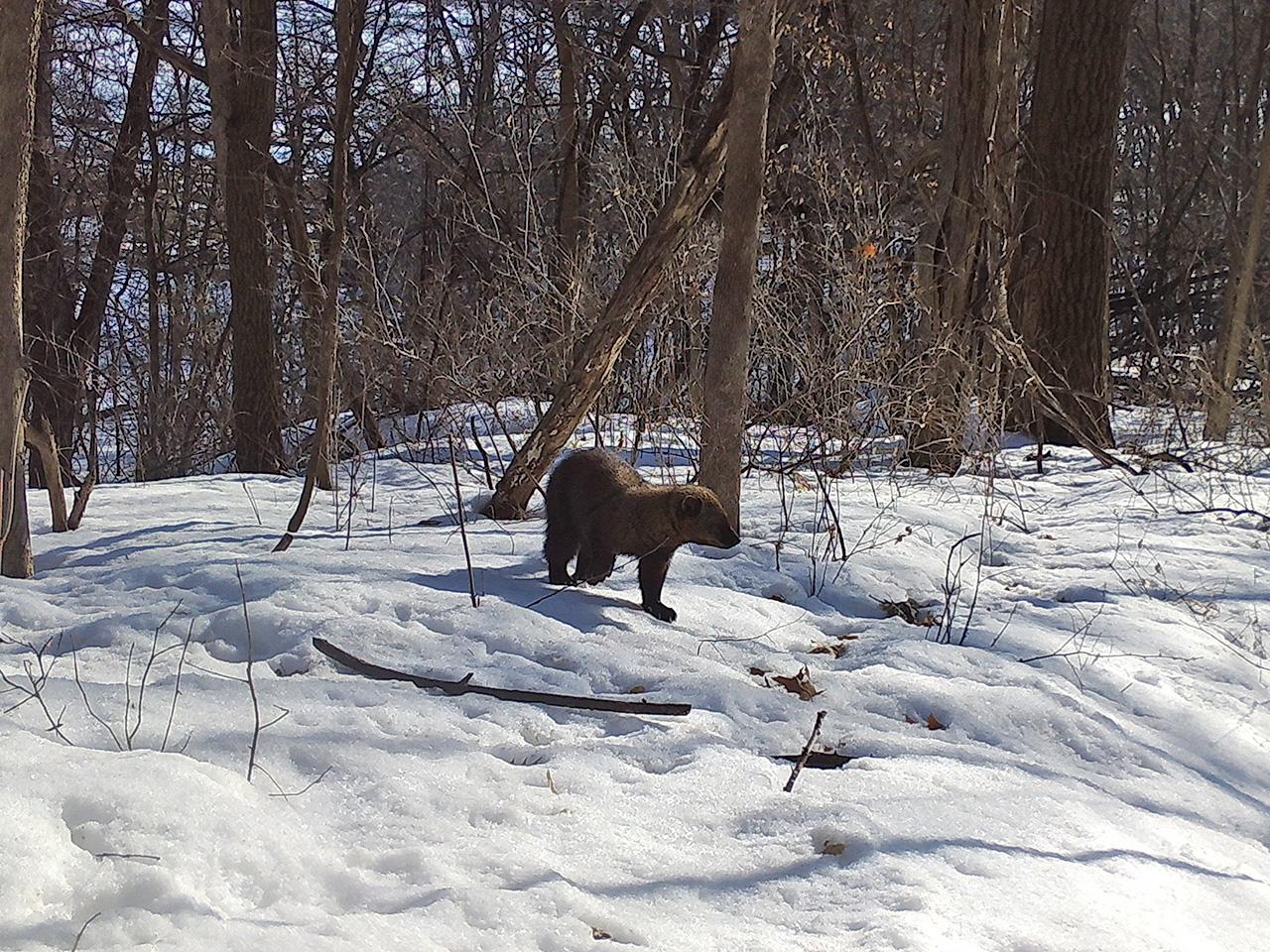 Fisher spotted at FMR restoration site | Friends of the Mississippi River