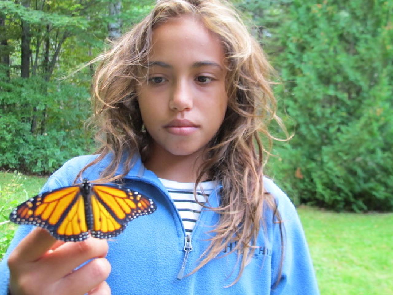 Volunteer-bred monarch 