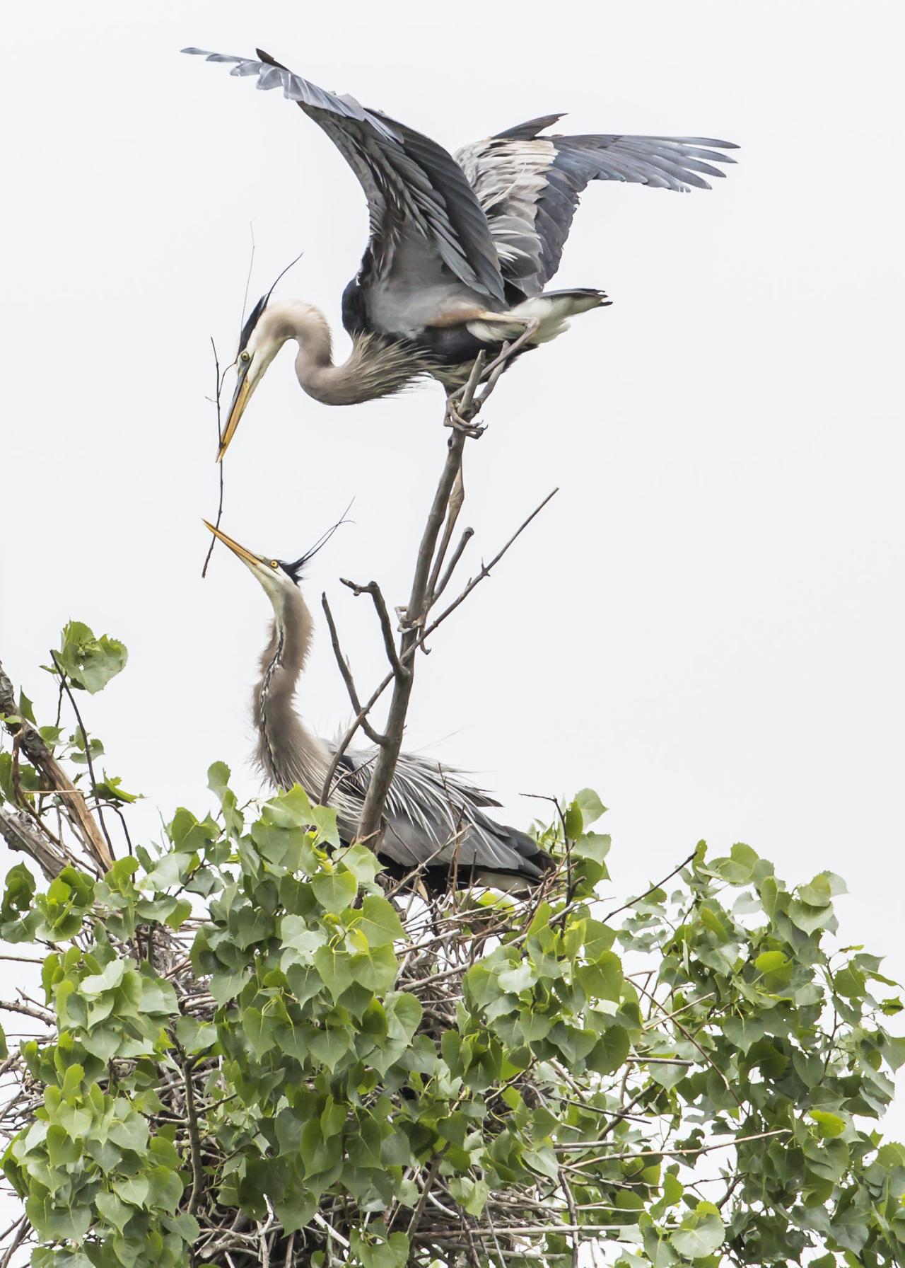 A heron passes nest building material to its mate 
