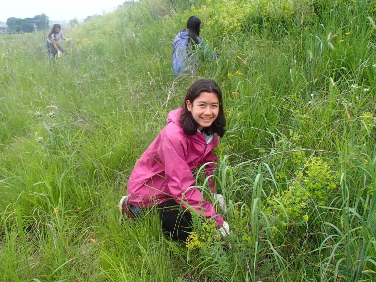 One of the program participants removes invasive species on a rainy day at Trout Brook Nature Sanctuary