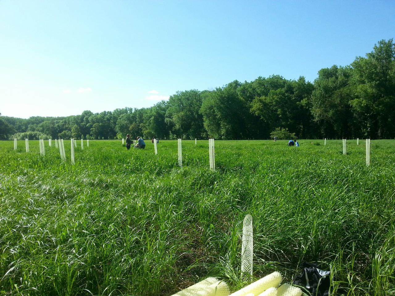 Tree tubes at Gores WMA