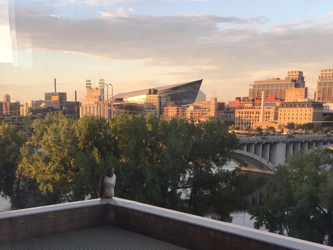 Hawk with Minneapolis skyline