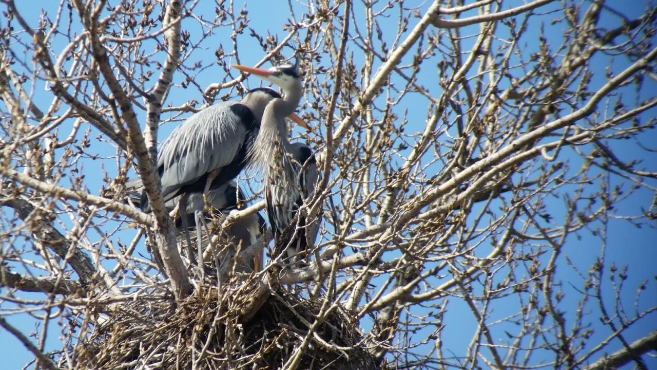 Three herons