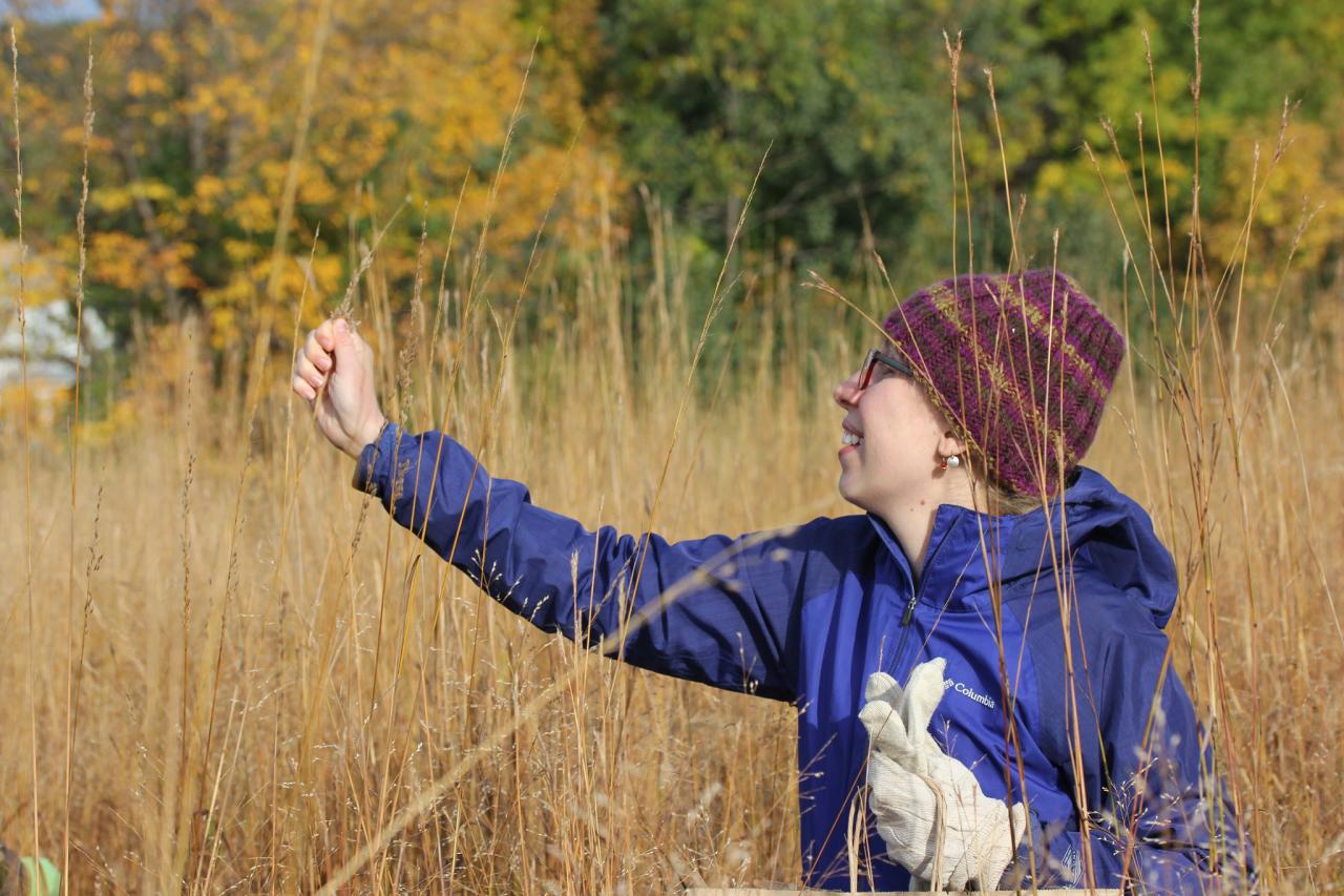Hand collecting native grass seed at Heritage Village Park