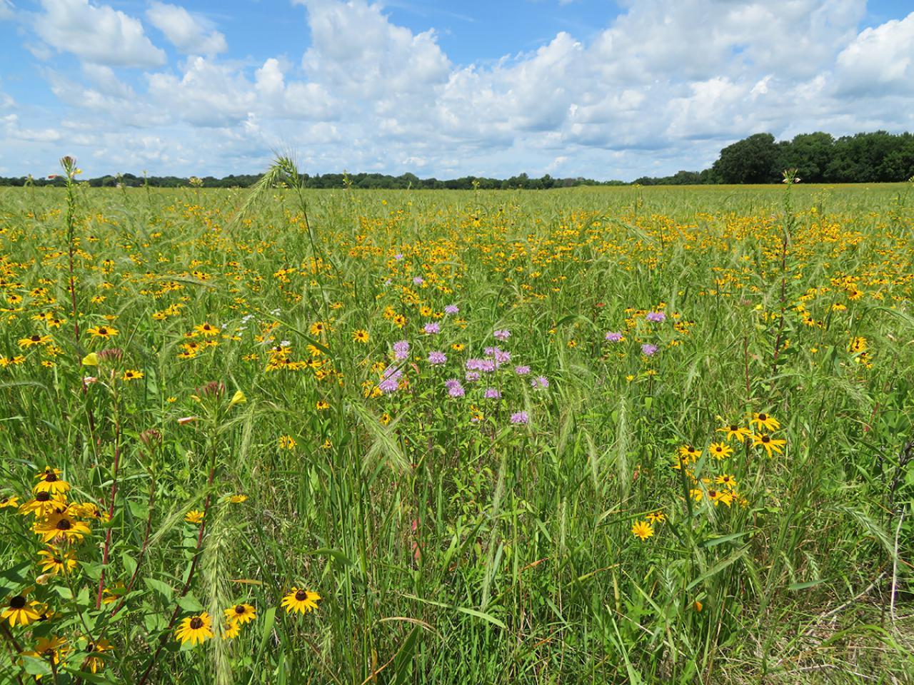 Blooming flowers and grasses 