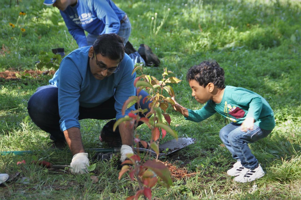 Volunteers of all ages have helped to restore the forest on Nicollet Island. Here, two plant a tree together.