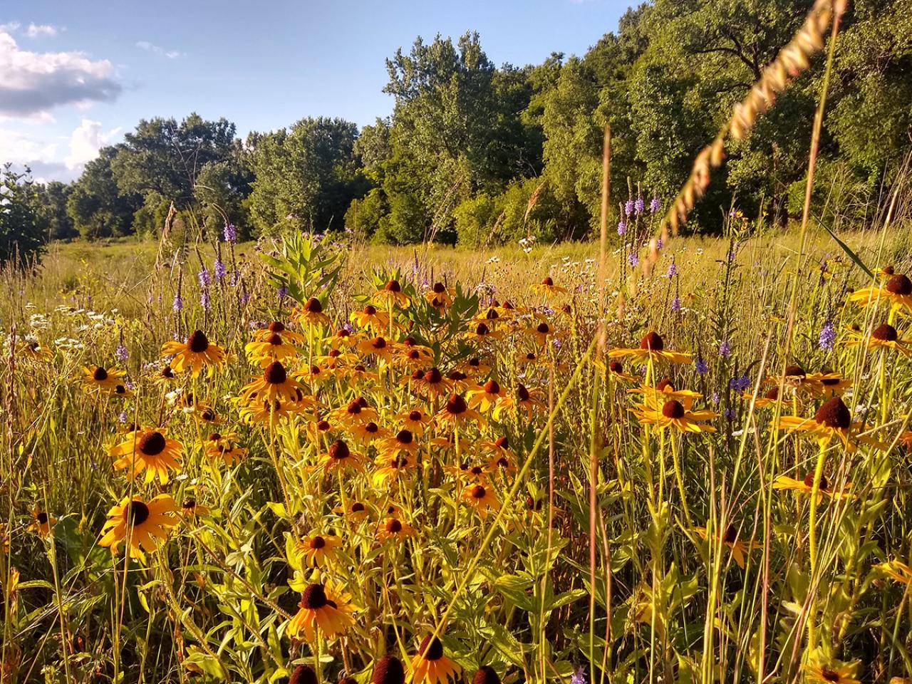 Prairie at Bruce Vento Nature Sanctuary