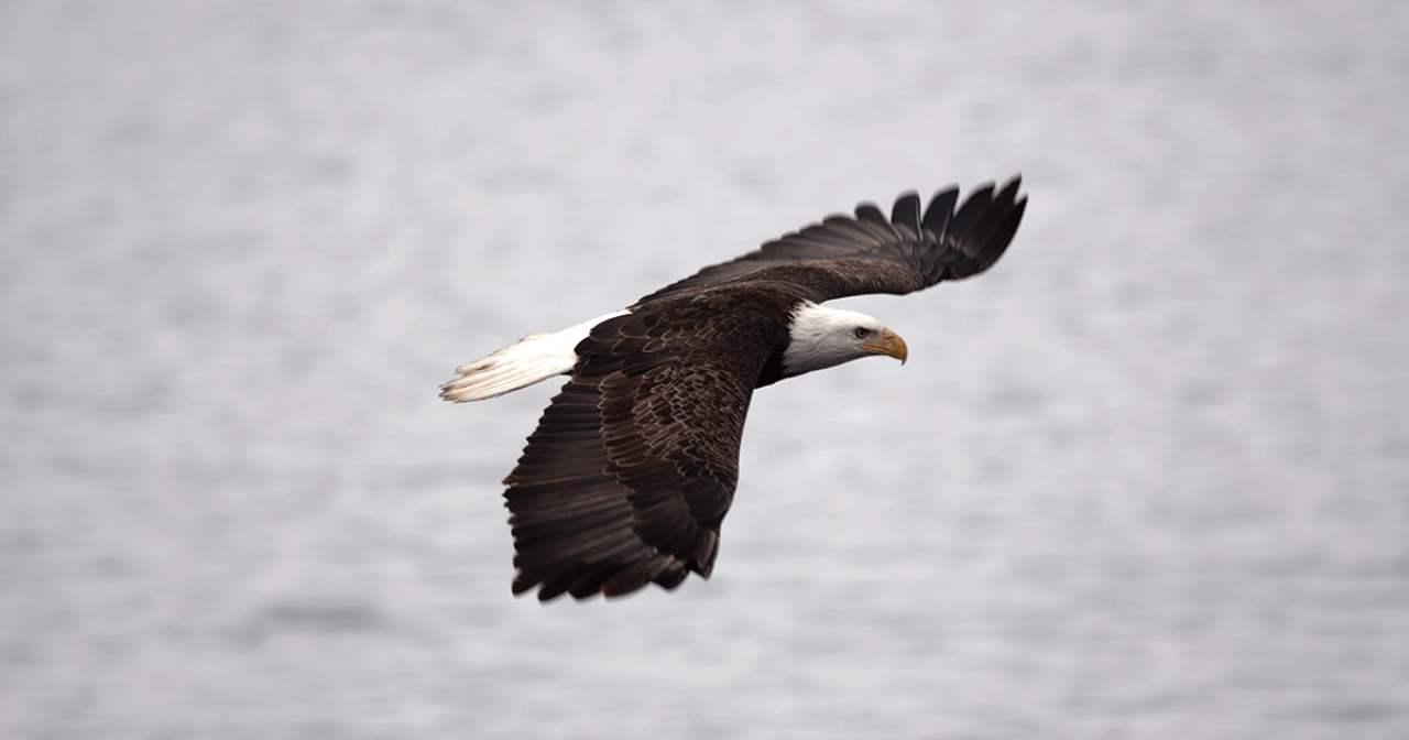 Eagle over water