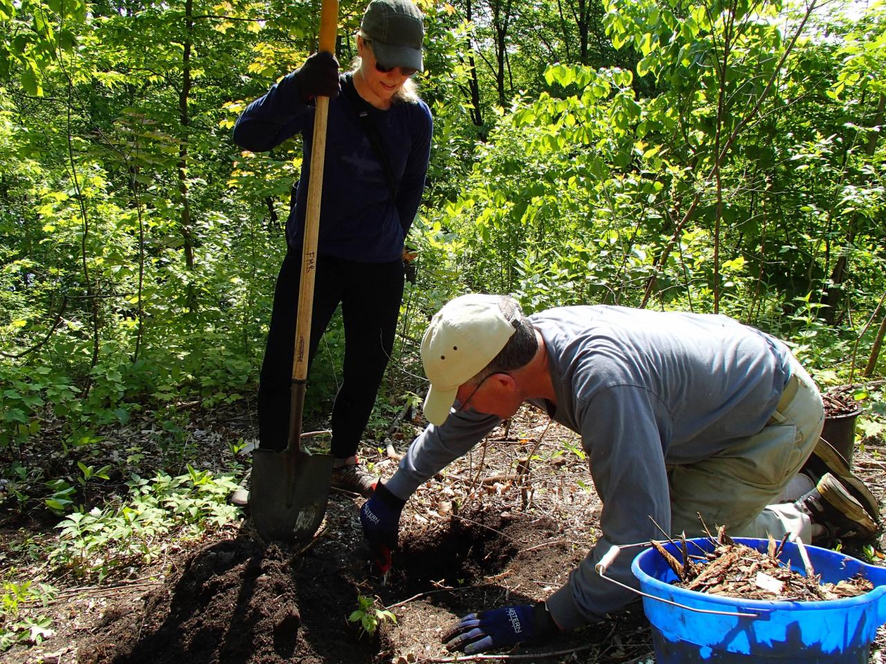 Volunteers planting native shrubs