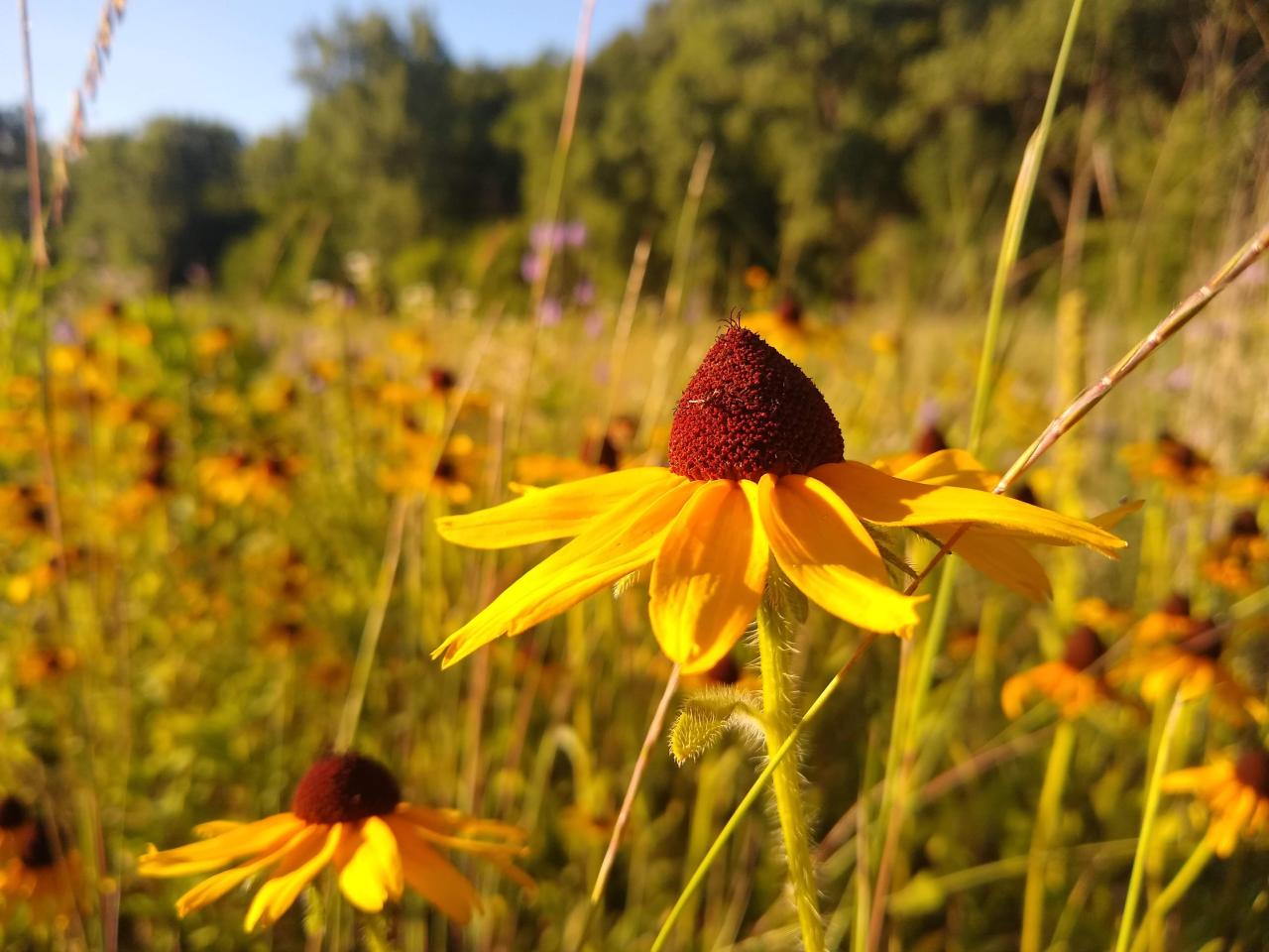 Flowers blooming at Wakáŋ Tipi/Bruce Vento Nature Sanctuary