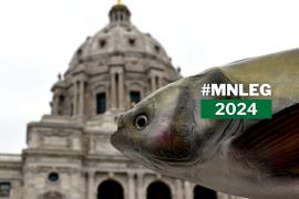 A close-up of a taxidermied invasive carp, with the blurred Minnesota Capitol building in the background.