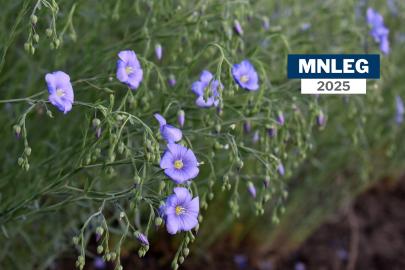 A close-up of purple perennial flax flowers. Text says "MNLEG 2025"