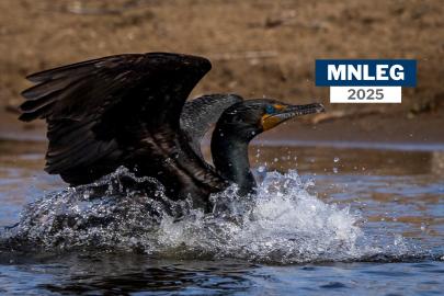 A double-crested cormorant splashing in the water. A text overlay says "MNLEG 2025"