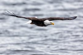 A bald eagle, wings spread wide, as it soars over water.