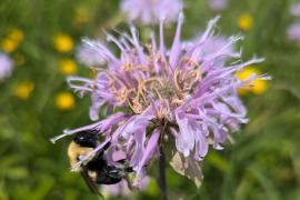 Bee on bee balm