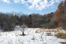 Snowy savanna with oak trees