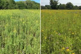 Canada goldenrod on the left, more diverse prairie on the right