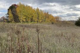 Fall field at Carver