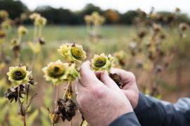 Don Wyse shows silphium plant