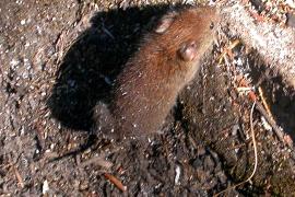 Picture of a red-backed vole
