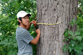 Yengsoua Lee, an MWMO Green Team alumni intern, helps survey trees on Nicollet Island as part of his time with FMR.