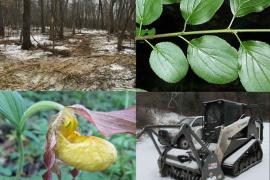 A native ladyslipper plant, a mowed stretch of forest, a glossy buckthorn plant and a bobcat/forestry mower