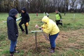 Installing cottonwood live stakes in the floodplain forest near Hastings