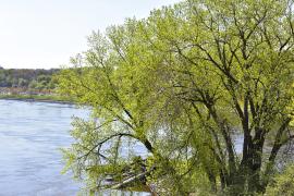 Cottonwood by the Mississippi River