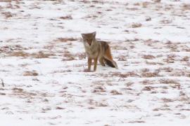 Coyote in snow