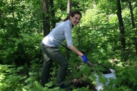 Volunteer planting native shrubs in the oak savanna woodland along the Mighty Mississippi in south Minneapolis. 