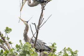 A heron passes nest building material to its mate 