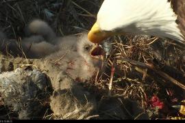 The eaglets have hatched!