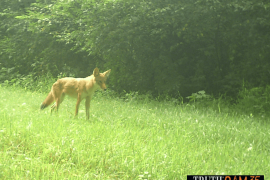A red fox ventures into an open, grassy area. 