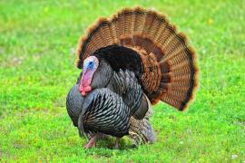 A wild turkey displaying its feathers