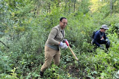 Volunteers lop buckthorn 