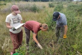FMR ecologists and interns monitor invasive honeysuckle removal plots.