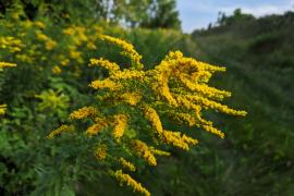 A close-up of a goldenrod plant in bloom.