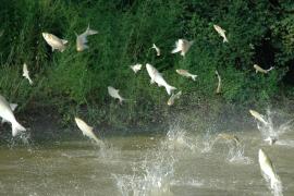 Invasive carp jumping out of the water