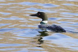 A loon on the Mississippi River