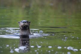 Curious otter © Getty Images via Canva.com