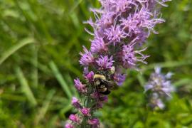 Rusty-patched bumble bee on liatris