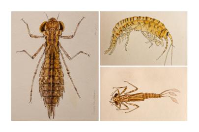 Three macroinvertebrate watercolors