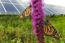 monarch butterflies on blazing star flowers in front of solar panels