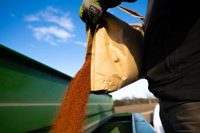 Gloved hands hold a bag of winter camelina seeds. They are being poured into an unidentifiable, large, green piece of machinery.
