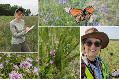 Annika, Julia, a monarch, black and gold bumble bee, red-belted bumble bee