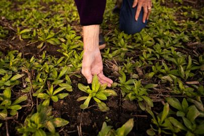 Organic farmer Karen Torjesen holds a hand low to the ground, amidst a recently planted field of winter camelina in November, 2023.